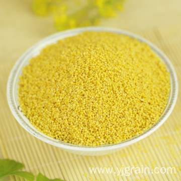 High quality yellow millet grain high nutrition value